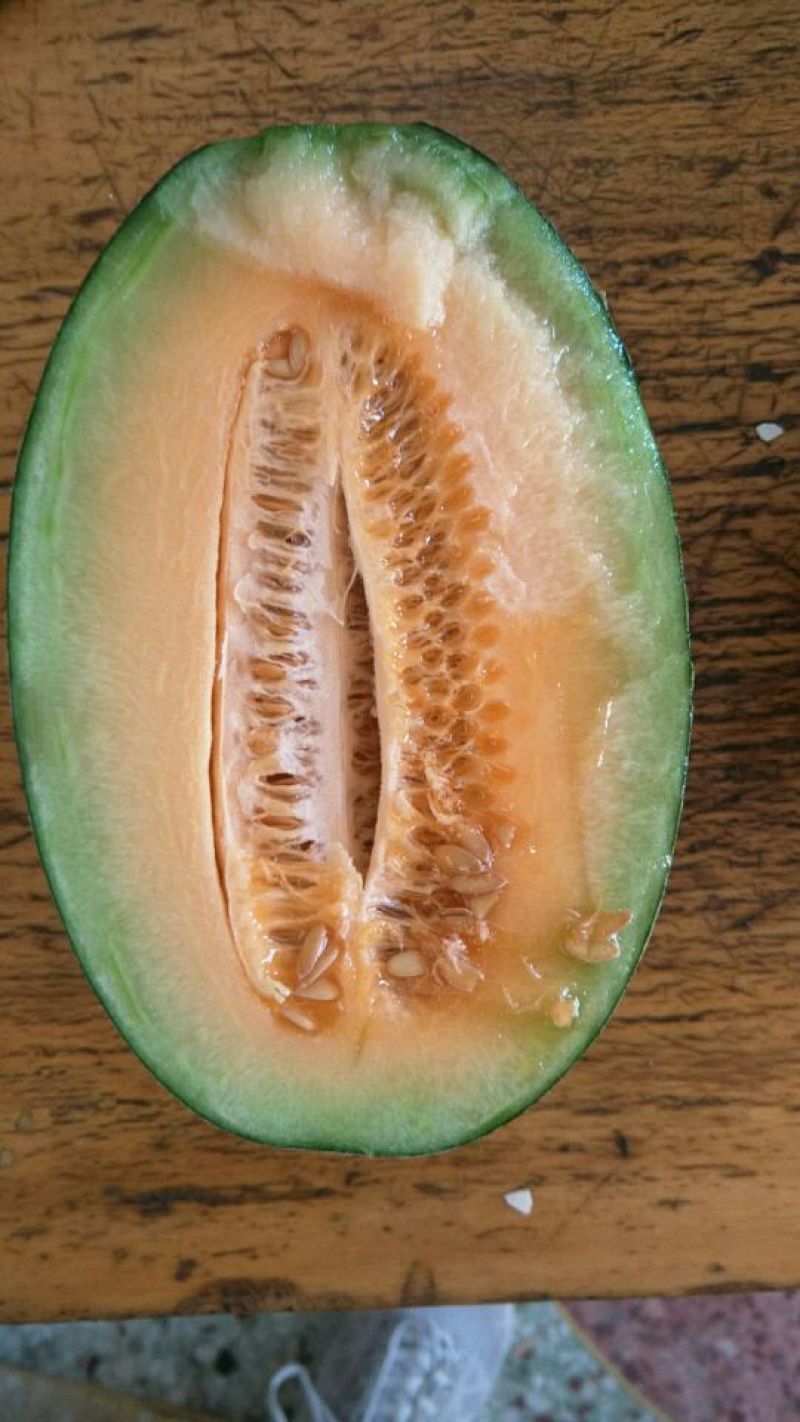 西州蜜瓜四斤打底