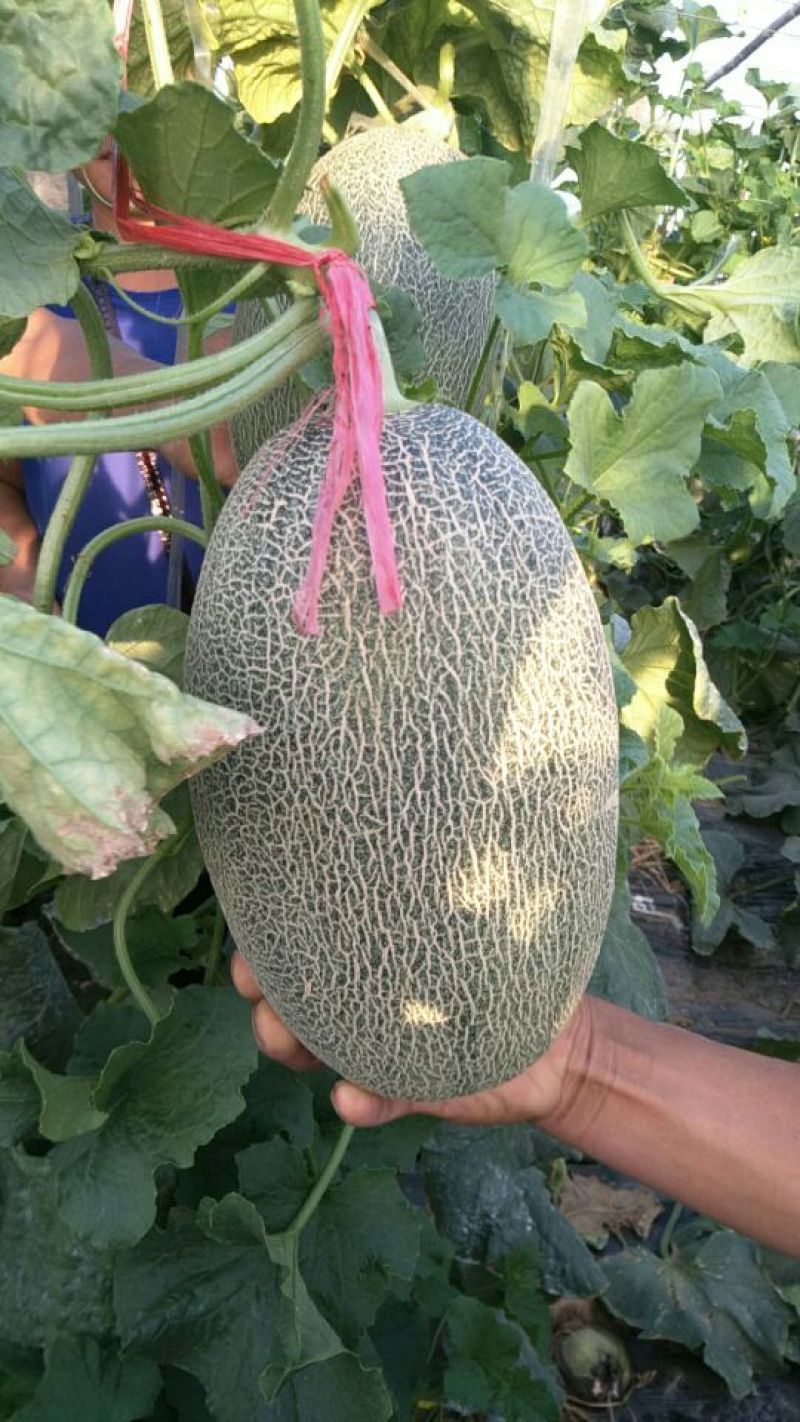 西州蜜瓜四斤打底