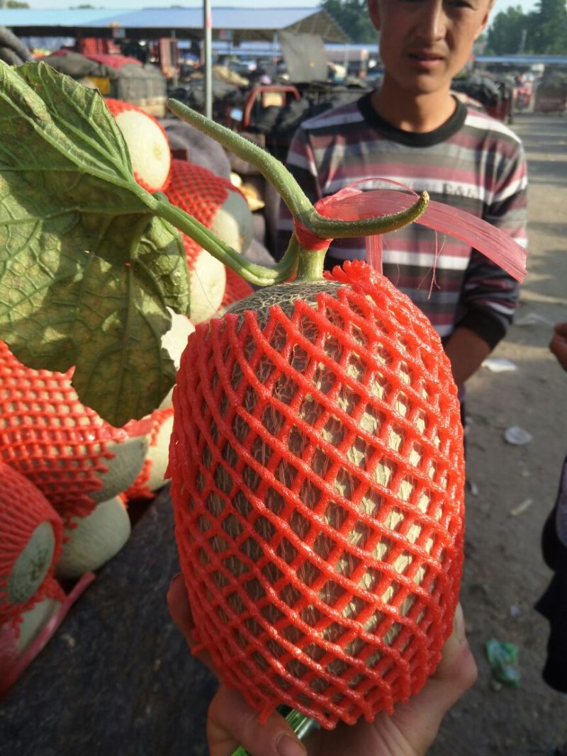 西州蜜瓜四斤打底
