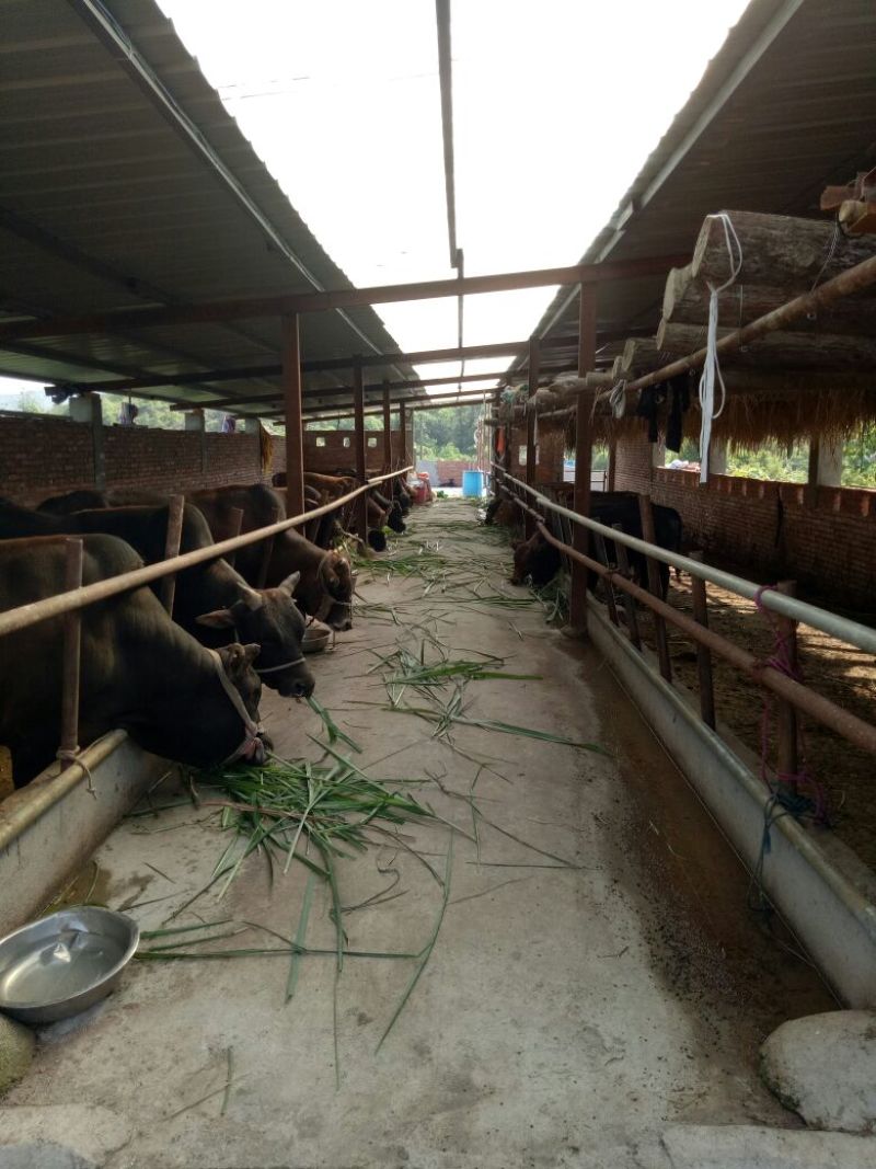 黄牛200~300kg