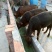 黄牛200~300kg