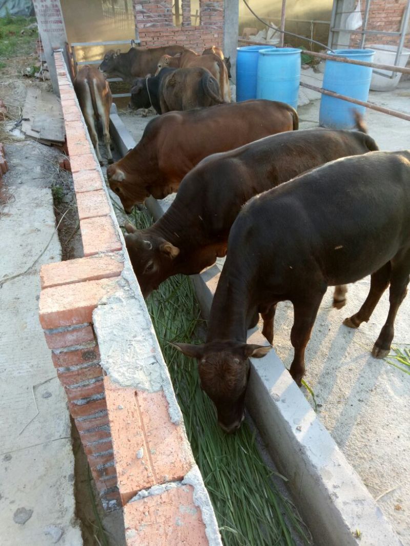 黄牛200~300kg