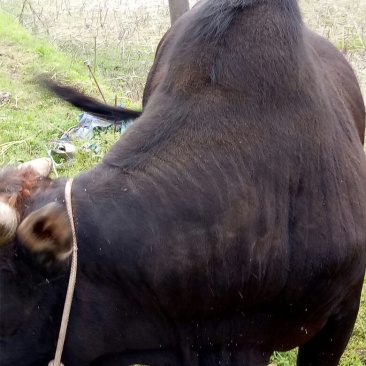 黄牛200~300kg