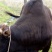 黄牛200~300kg