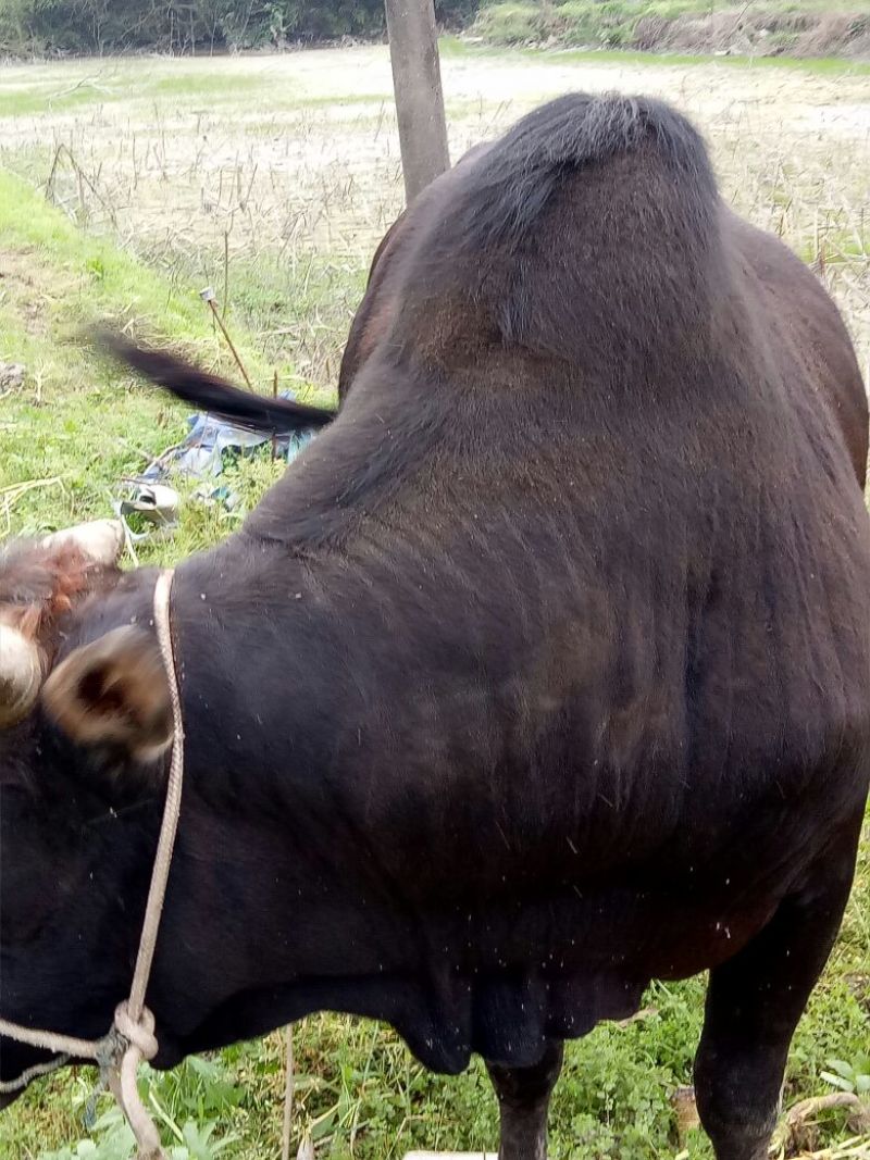 黄牛200~300kg
