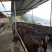 黄牛200~300kg