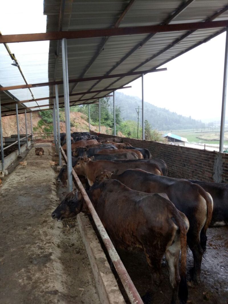 黄牛200~300kg