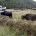 黄牛200~300kg