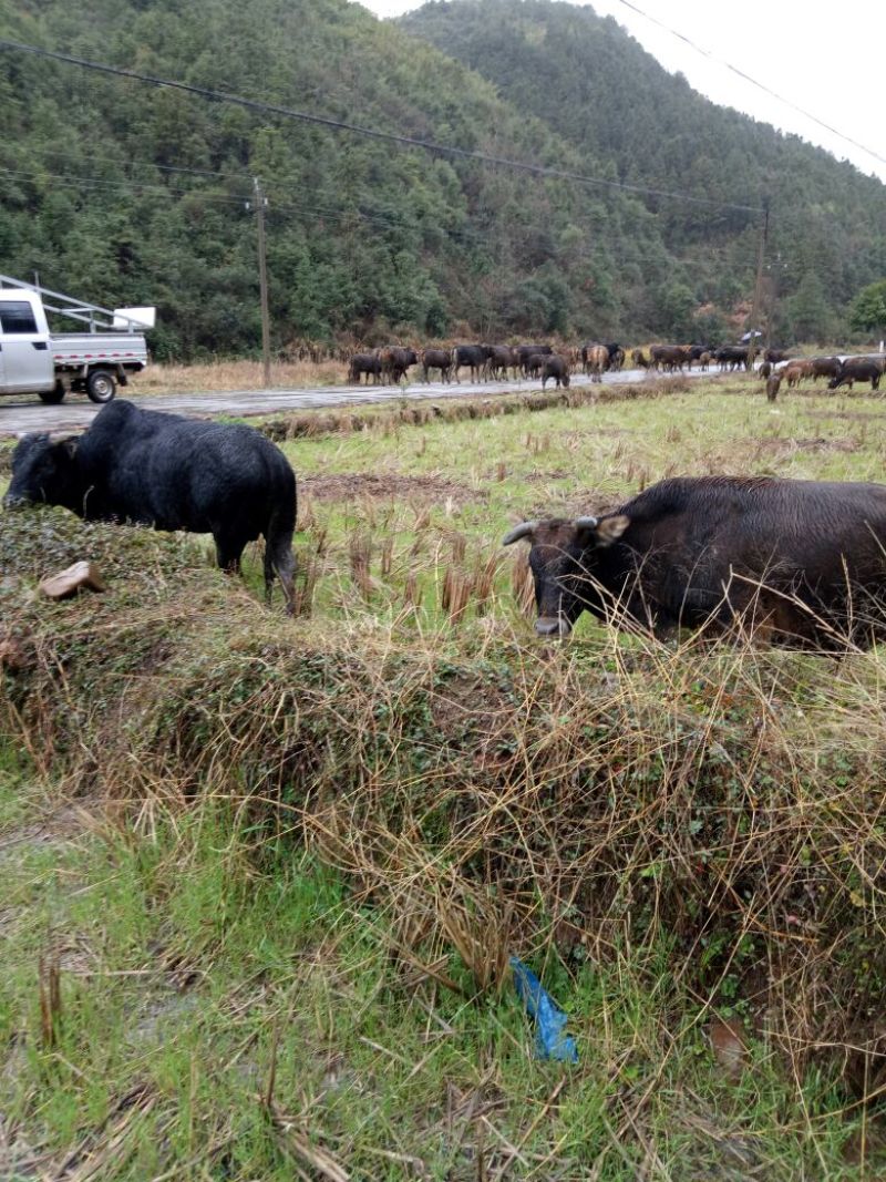 黄牛200~300kg