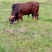 黄牛200~300kg