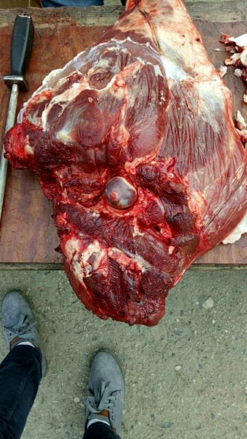 黄牛200~300kg