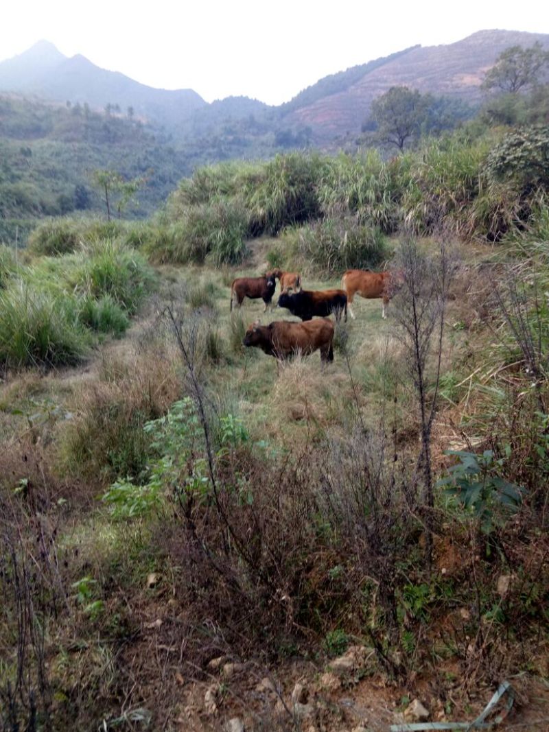 黄牛200~300kg