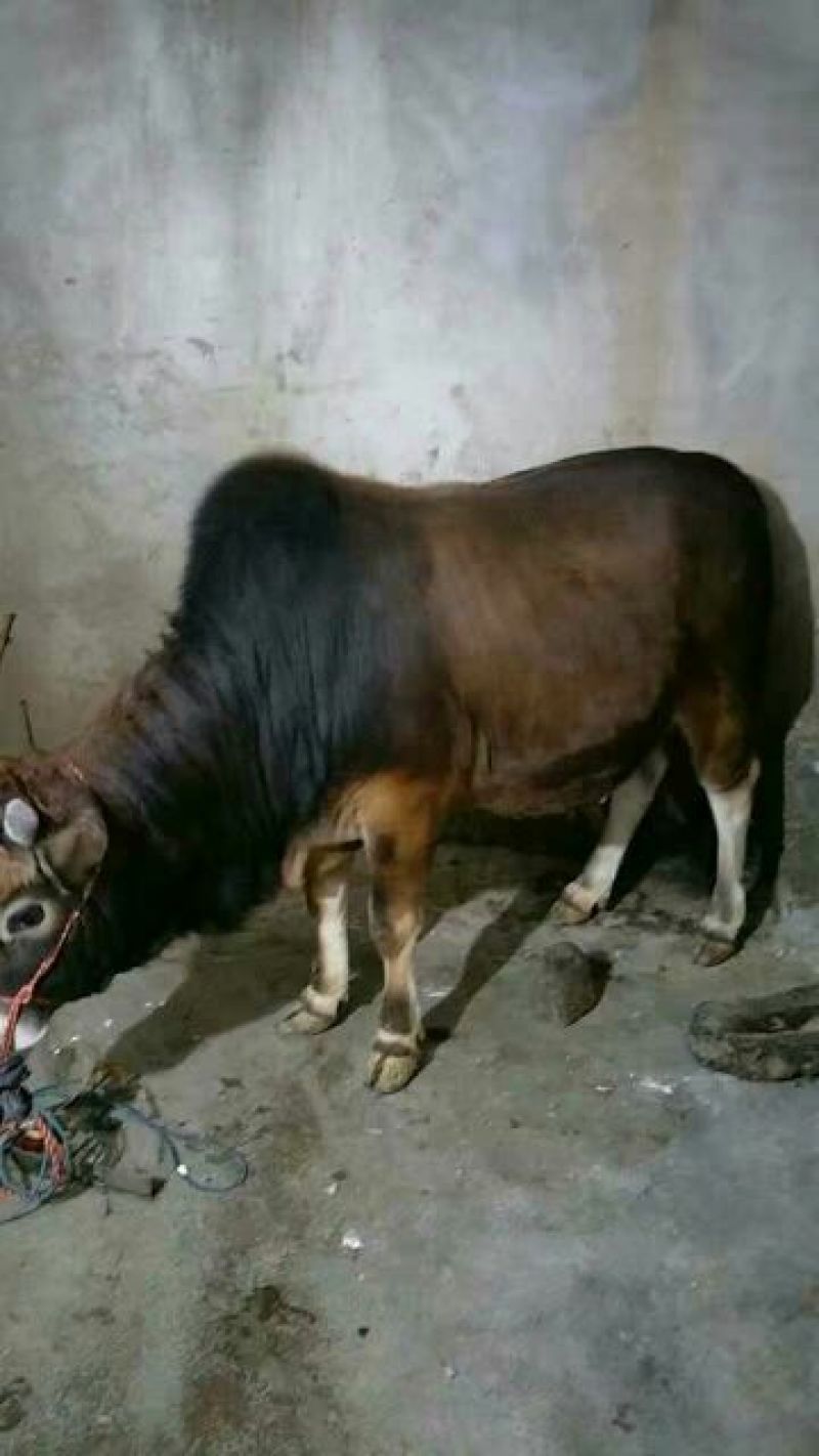 黄牛200~300kg