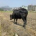 黄牛200~300kg