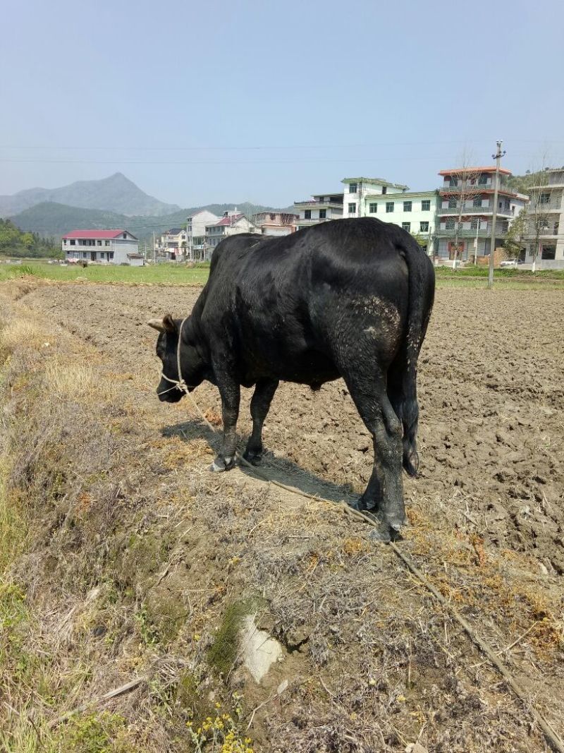 黄牛200~300kg