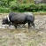 黄牛200~300kg