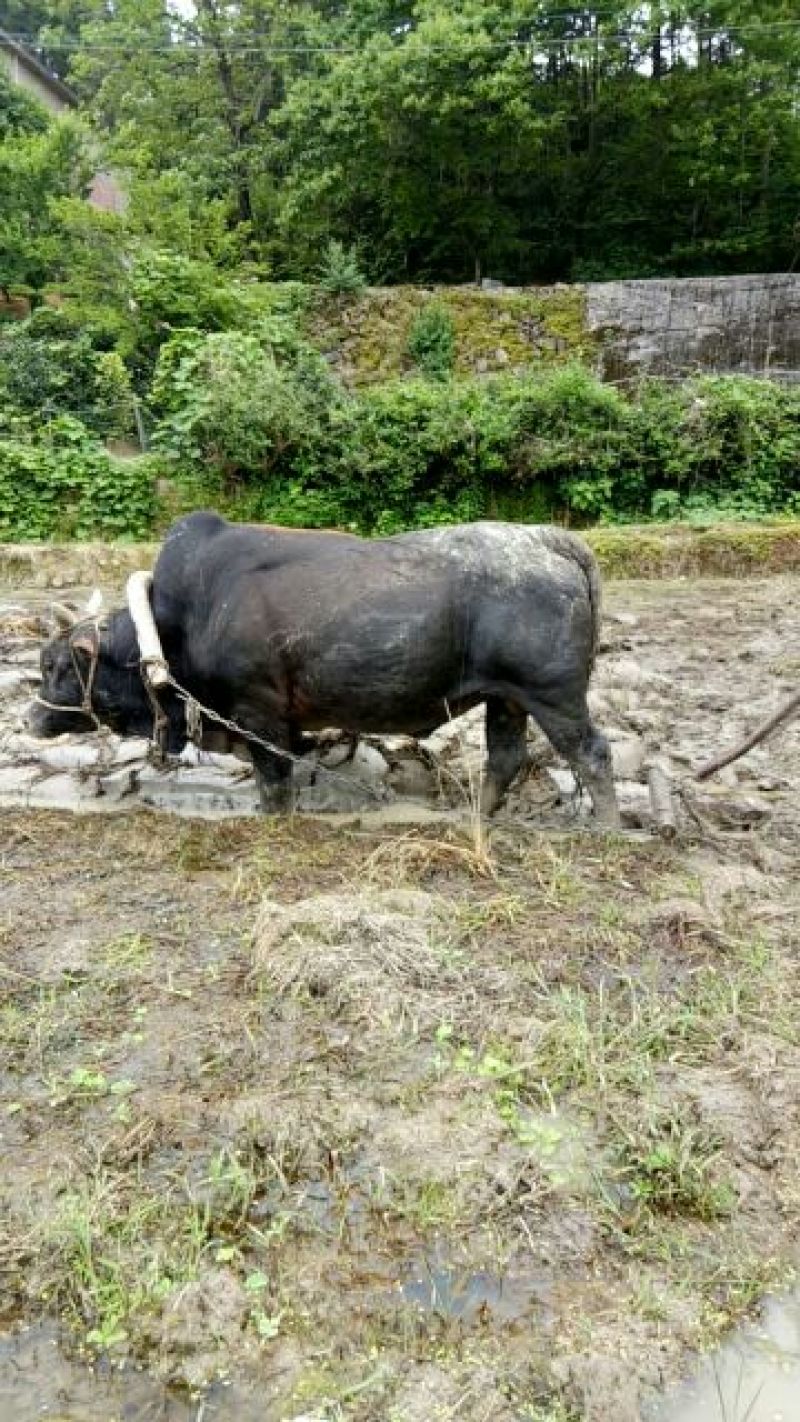 黄牛200~300kg