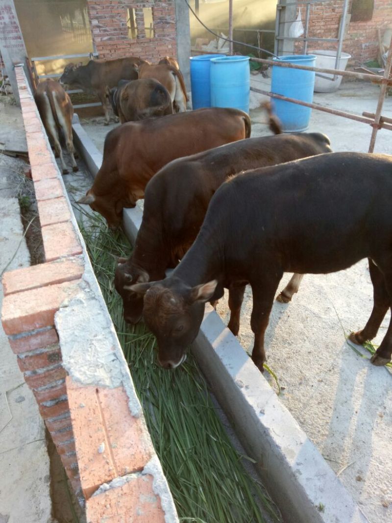 黄牛200~300kg