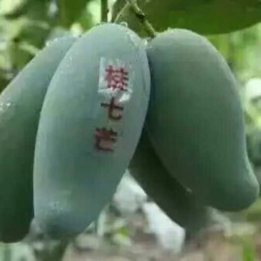 桂香芒2两以上