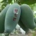桂香芒2两以上