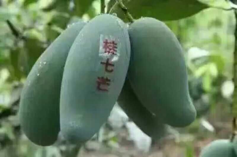 桂香芒2两以上