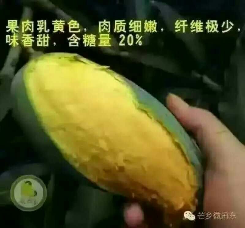 桂香芒2两以上