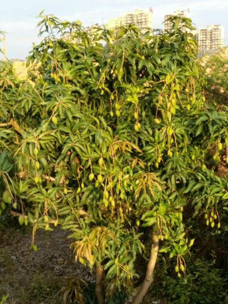 台农芒2两以上