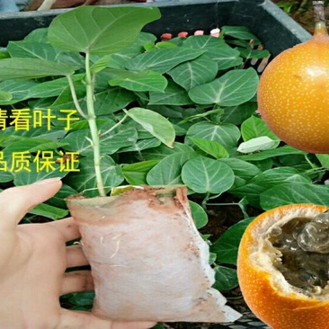 百香果苗哥伦比亚热情果苗