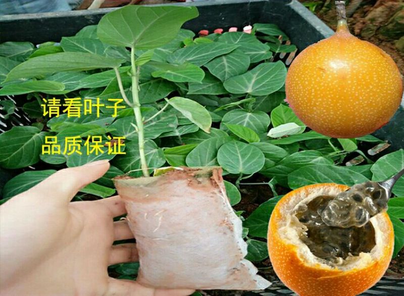 百香果苗哥伦比亚热情果苗
