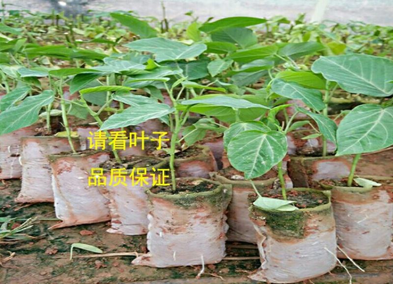 百香果苗哥伦比亚热情果苗