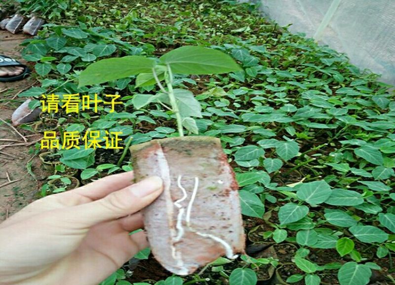 百香果苗哥伦比亚热情果苗