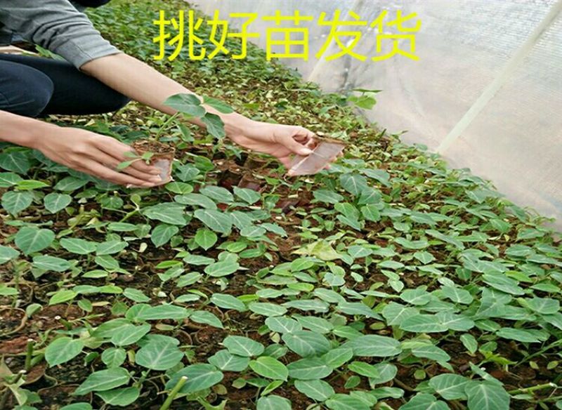 百香果苗哥伦比亚热情果苗