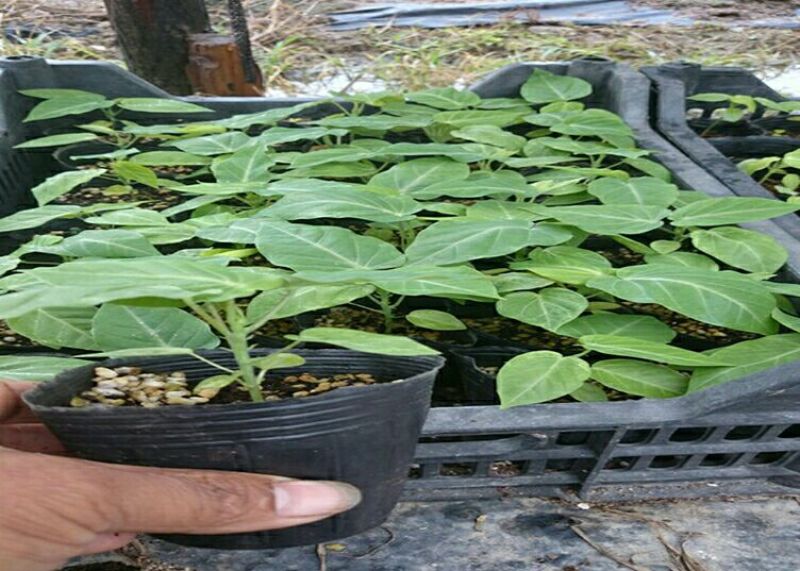 百香果苗哥伦比亚热情果苗