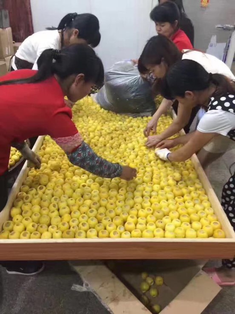 普洱茶