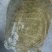生态甲鱼2~2.5斤