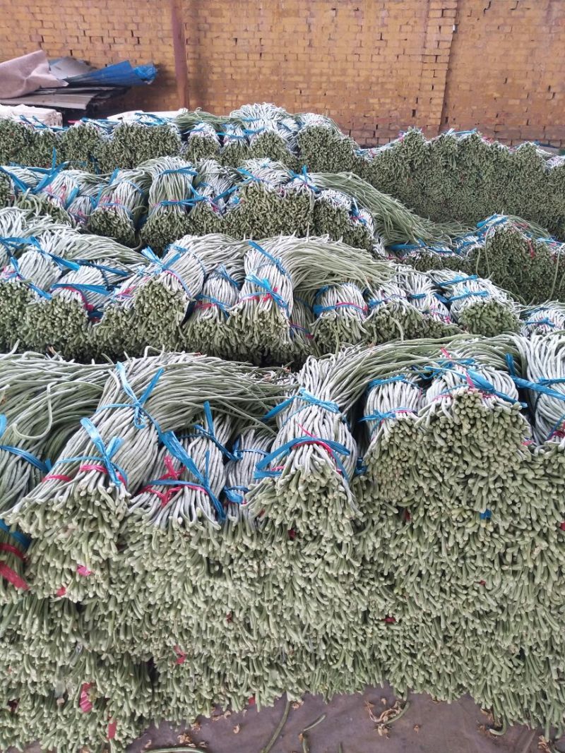 精品长豆角，大量上市，货源充足，质量很好，提供各种包装