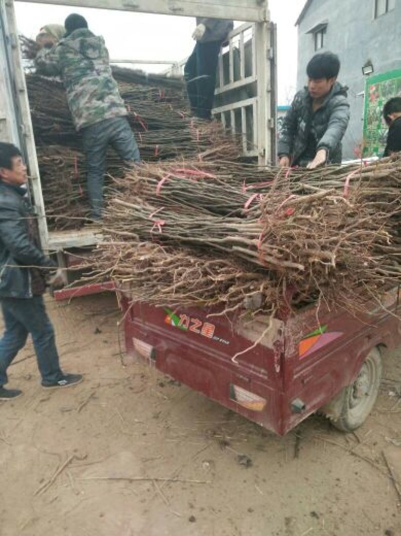 红香酥梨树苗100~150cm0.8~3cm