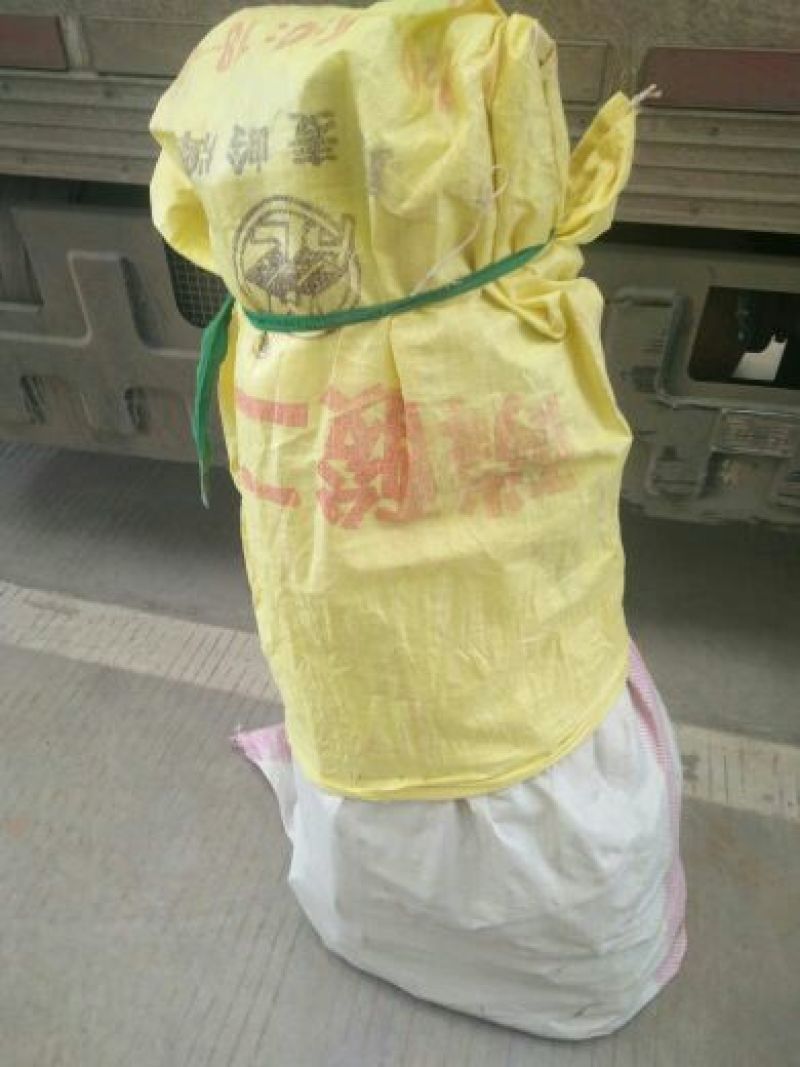 葡萄苗。葡萄树，阳光玫瑰葡萄苗自家苗圃培育。