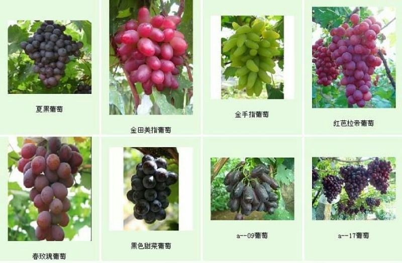 葡萄苗。葡萄树，阳光玫瑰葡萄苗自家苗圃培育。