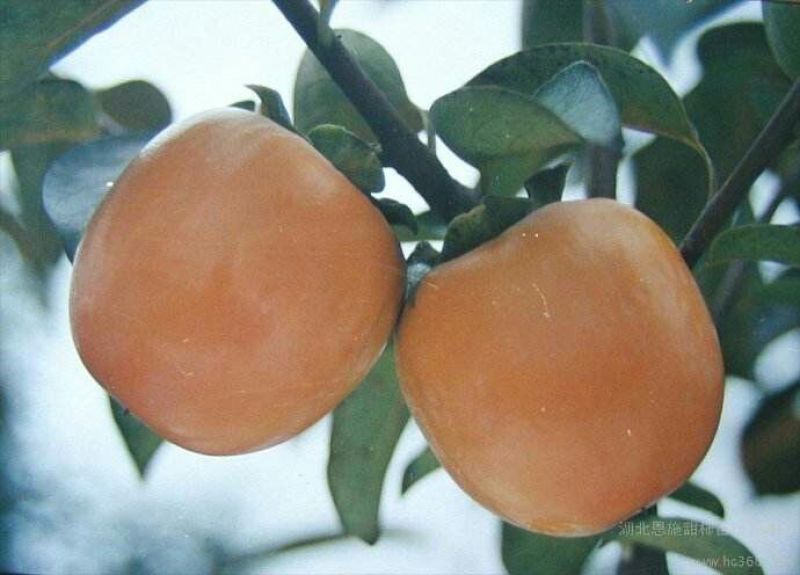 新东阳甜柿子树苗100~150cm
