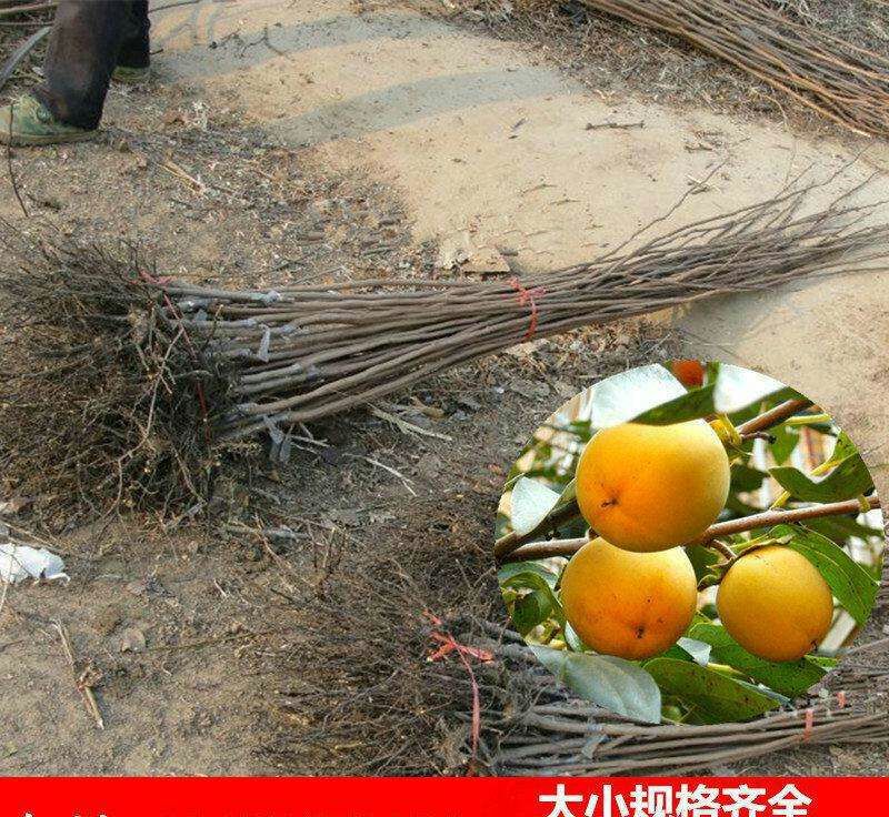 新东阳甜柿子树苗100~150cm