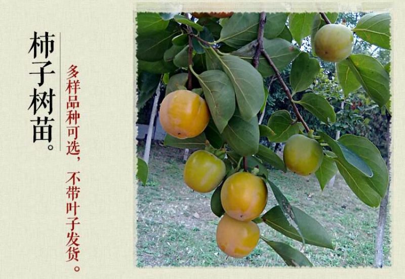 新东阳甜柿子树苗100~150cm