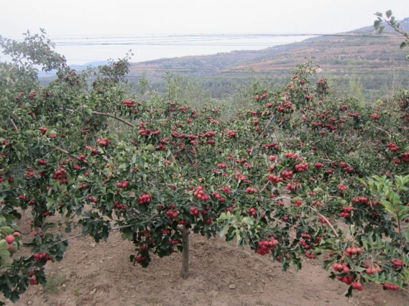山楂苗。山楂树苗，大果山楂苗大金星山楂苗。自家苗圃培育