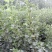 山楂苗。山楂树苗,大果山楂苗大金星山楂苗。自家苗圃培育