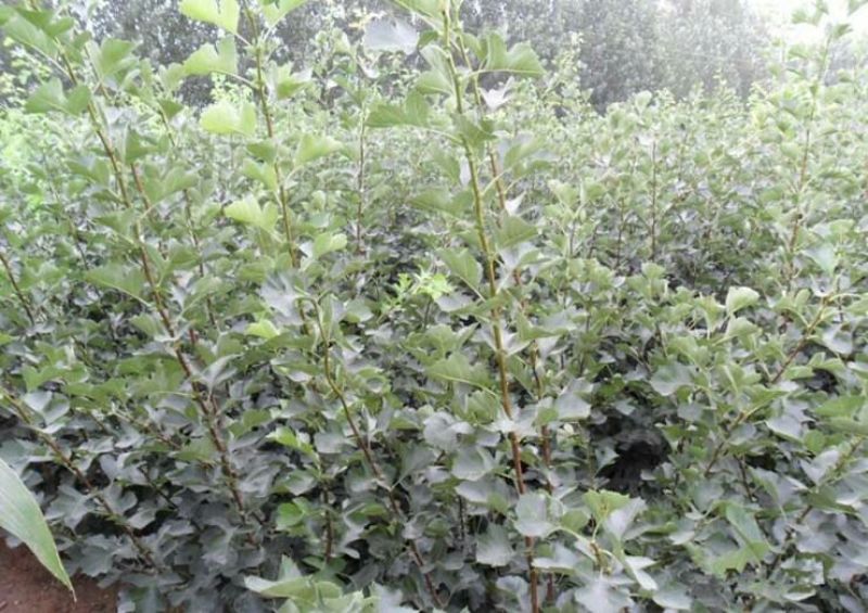 山楂苗。山楂树苗，大果山楂苗大金星山楂苗。自家苗圃培育