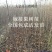山楂苗。山楂树苗,大果山楂苗大金星山楂苗。自家苗圃培育