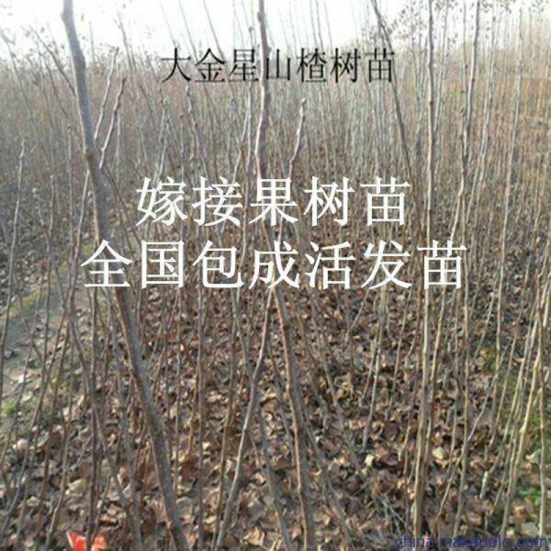 山楂苗。山楂树苗，大果山楂苗大金星山楂苗。自家苗圃培育