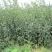 山楂苗。山楂树苗,大果山楂苗大金星山楂苗。自家苗圃培育