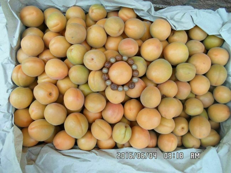 金太阳杏6月1号供货，山地平地都有。皮毛干净