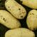 荷兰十五土豆通货3两以上。产地直销，视频看货。